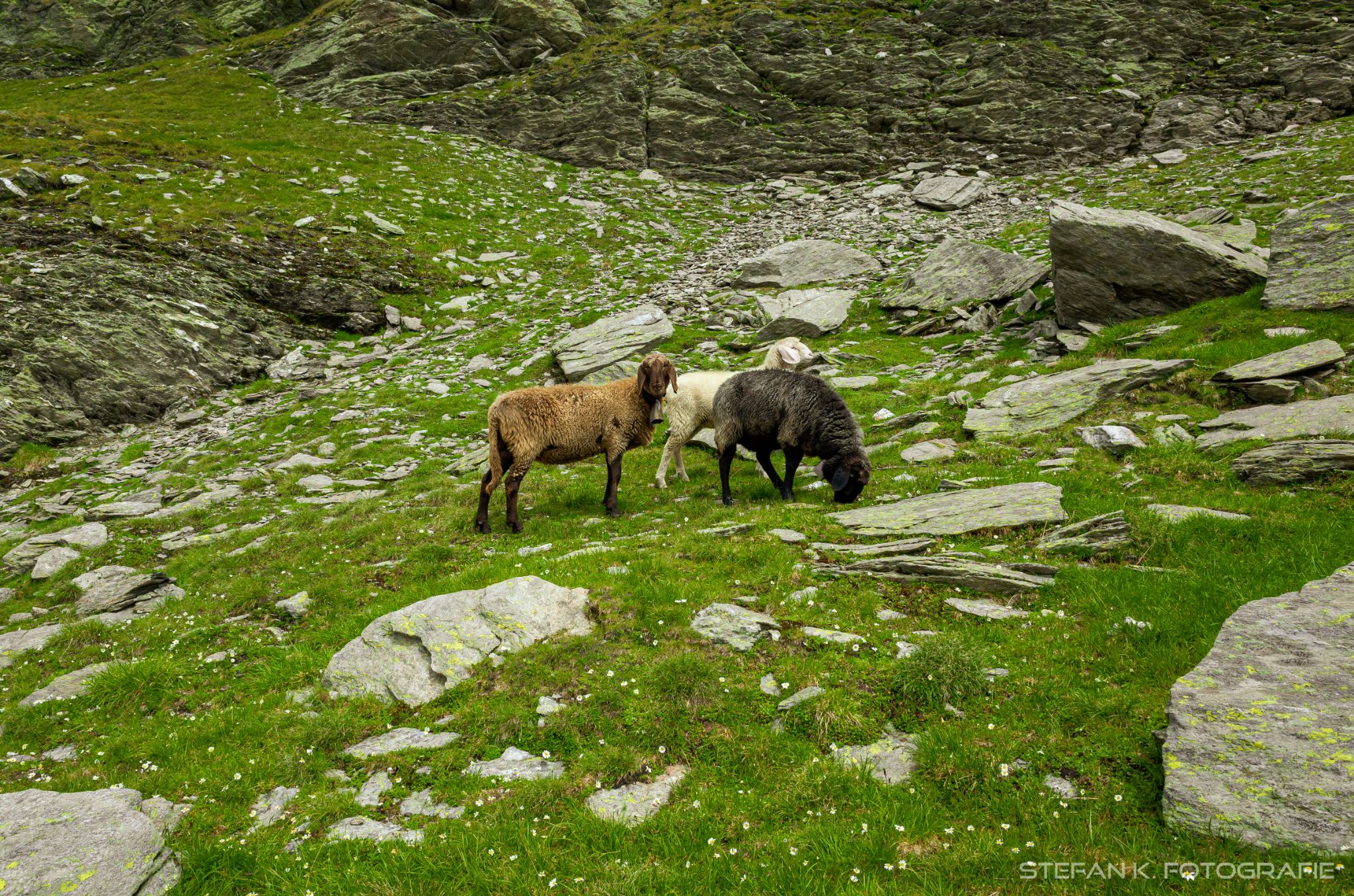 Empfangskomittee am Ziel
